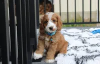 Leo, a male Cockapoo for sale in Millersburg, OH – 1 of 3