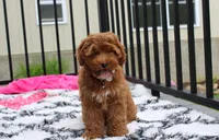 Penny , a female Cockapoo for sale in Millersburg, OH – 3 of 7