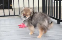 Casper , a male Pomeranian for sale in Millersburg, OH – 7 of 10