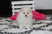 Roxy, a female Pomeranian for sale in Millersburg, OH – 4 of 7
