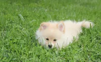 Layla, a female Pomeranian for sale in Millersburg, OH – 2 of 8