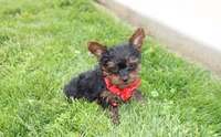 Emmett , a male Yorkipoo for sale in Millersburg, OH – 4 of 8