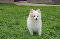 Luna, a female Pomeranian for sale in Millersburg, OH – 6 of 9