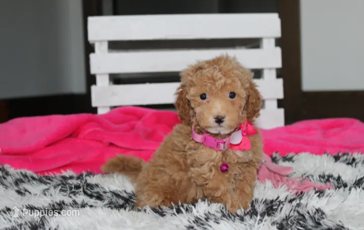Kalila – Bichpoo puppy for sale in Millersburg, OH