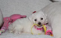 Jasmine , a female Bichon Frise for sale in Millersburg, OH – 10 of 10