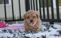 Kaya, a female Maltipoo for sale in Millersburg, OH – 4 of 5