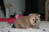 Honey, a female Pomeranian for sale in Millersburg, OH – 8 of 10