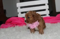 Marlee, a female Cavapoo for sale in Millersburg, OH – 9 of 10