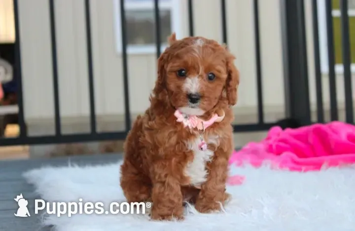 Lexi, a female Cavapoo for sale in Millersburg, OH – 1 of 10