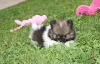 Juno, a female Pomeranian for sale in Millersburg, OH – 6 of 7