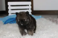Buttons , a male Pomeranian for sale in Millersburg, OH – 8 of 9