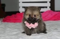 Zoey, a female Pomeranian for sale in Millersburg, OH – 8 of 10