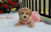 Sadie , a female Bichpoo for sale in Millersburg, OH – 4 of 5
