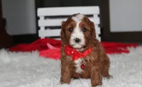 Mika, a male Cavapoo for sale in Millersburg, OH – 3 of 9