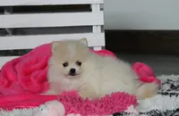 Raine, a female Pomeranian for sale in Millersburg, OH – 8 of 10
