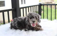 Arlo, a male Poodle - Miniature  for sale in Millersburg, OH – 3 of 10