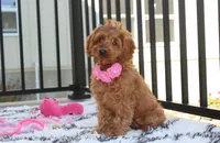 Lyra, a female Cockapoo for sale in Millersburg, OH – 6 of 10