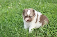Bentley , a male Pomeranian for sale in Millersburg, OH – 7 of 8