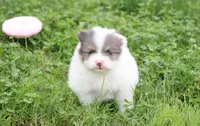 Flora, a female Pomeranian for sale in Millersburg, OH – 10 of 10