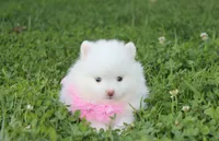 Heather , a female Pomeranian for sale in Millersburg, OH – 7 of 9