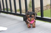Ella , a female Yorkipoo for sale in Millersburg, OH – 3 of 7
