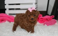 Sasha , a female Poodle - Miniature  for sale in Millersburg, OH – 2 of 9