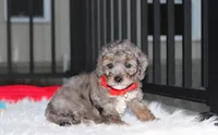 Banjo, a male Poodle - Miniature  for sale in Millersburg, OH – 2 of 9