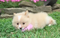 Lexi, a female Pomeranian for sale in Millersburg, OH – 7 of 8