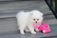 Reese, a female Pomeranian for sale in Millersburg, OH – 6 of 10