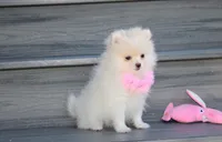 Khloe , a female Pomeranian for sale in Millersburg, OH – 2 of 10