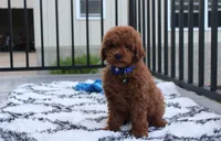 Simba, a male Poodle - Miniature  for sale in Millersburg, OH – 3 of 7