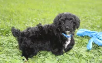 Ranger, a male Yorkipoo for sale in Millersburg, OH – 3 of 10