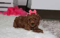 Sally, a female Poodle - Miniature  for sale in Millersburg, OH – 8 of 9