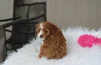 Freya , a female Cavapoo for sale in Millersburg, OH – 5 of 8