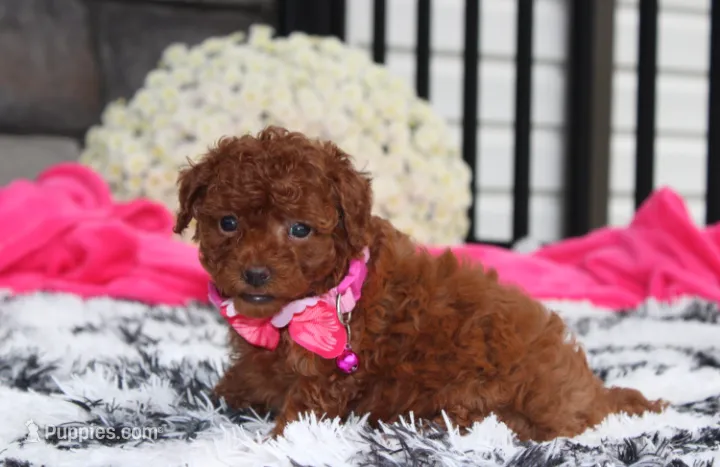 Sugar – Bichpoo puppy for sale in Millersburg, OH