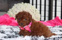 Sugar, a female Bichpoo for sale in Millersburg, OH – 1 of 8