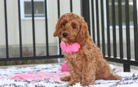 Lacie, a female Cockapoo for sale in Millersburg, OH – 3 of 7