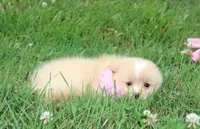 Lexi, a female Pomeranian for sale in Millersburg, OH – 5 of 8