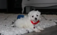Jojo, a male Bichon Frise for sale in Millersburg, OH – 2 of 10