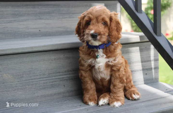 Logan – Cockapoo puppy for sale in Millersburg, OH