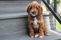 Logan, a male Cockapoo for sale in Millersburg, OH – 6 of 7