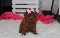 Sasha , a female Poodle - Miniature  for sale in Millersburg, OH – 8 of 9
