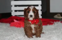 Mika, a male Cavapoo for sale in Millersburg, OH – 6 of 9