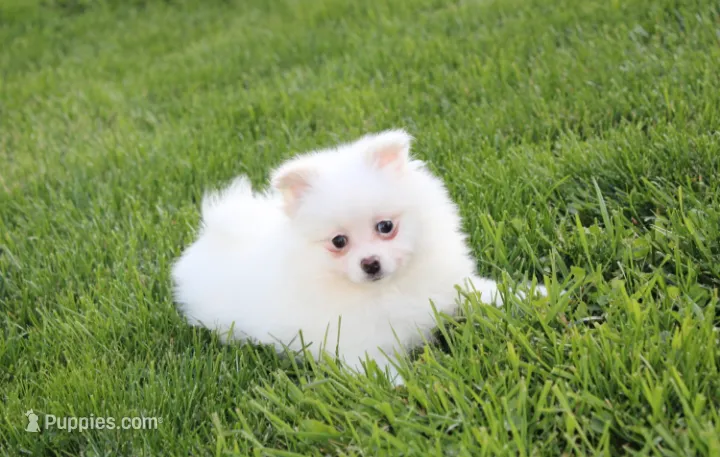 Molly  – Pomeranian puppy for sale in Millersburg, OH