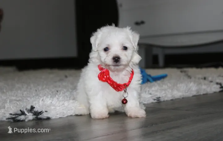 Jojo – Bichon Frise puppy for sale in Millersburg, OH