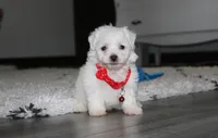 Jojo, a male Bichon Frise for sale in Millersburg, OH – 1 of 10