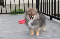 Casper , a male Pomeranian for sale in Millersburg, OH – 6 of 10