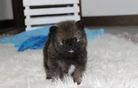 Buttons , a male Pomeranian for sale in Millersburg, OH – 6 of 9