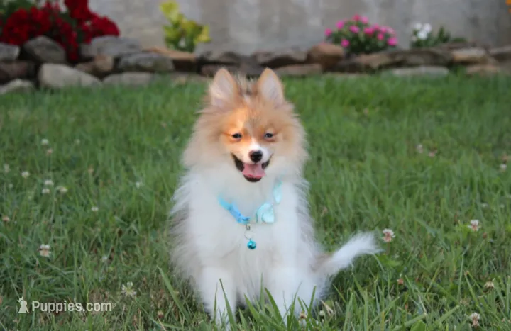 Theo – Pomeranian puppy for sale in Millersburg, OH