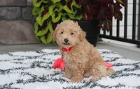 Kelby, a male Bichpoo for sale in Millersburg, OH – 10 of 10